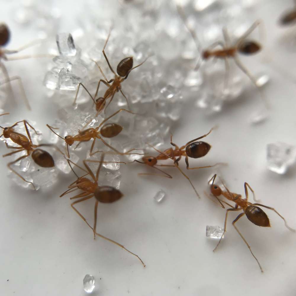 White Ants