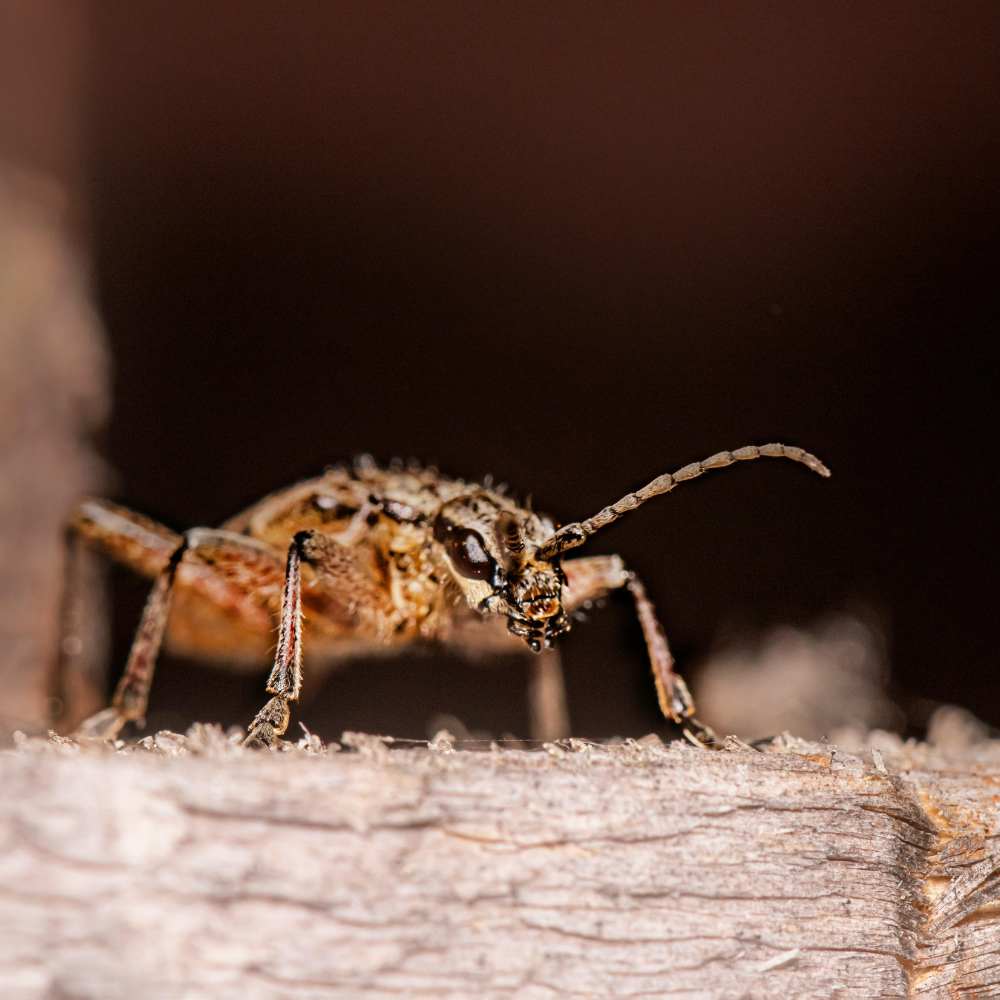 Wood Borer